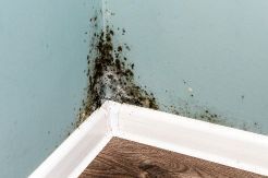 Mold growing on the bottom corner of a wall.