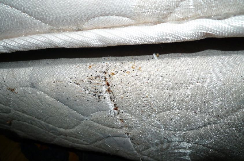 A mattress with bed bugs on the side.