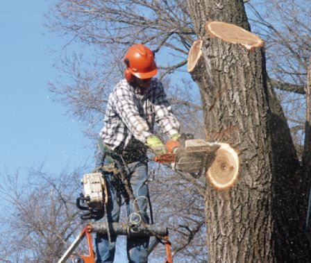 A man on a ladder using a chainsaw to cut down a tree.