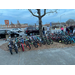 Bicycles lined up by a tree